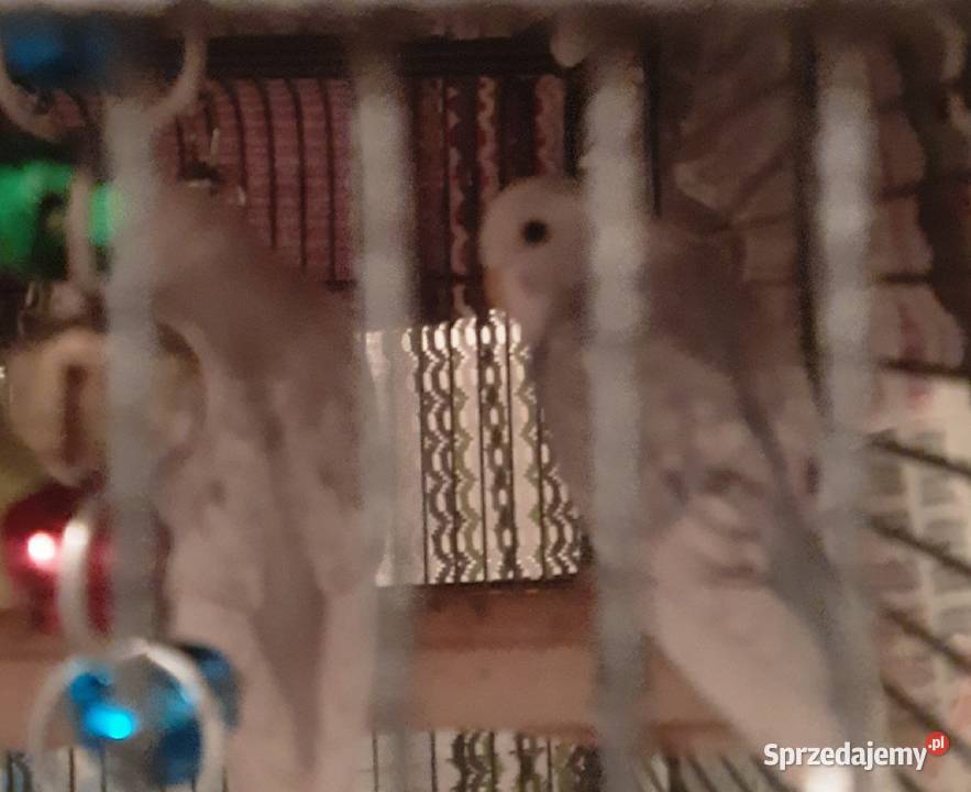 Sprzedam papugi faliste Reda