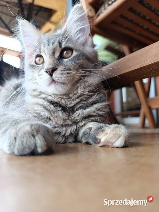 Maine coon kotka lubelskie Krasnystaw