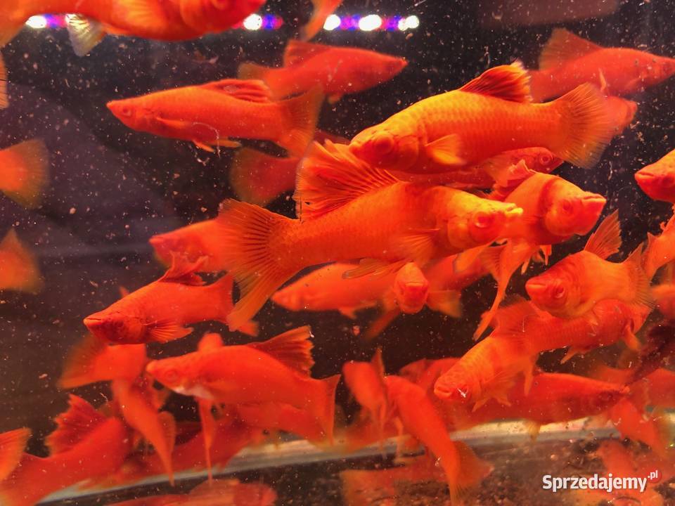 Mieczyk kalafior cauliflower polski krajowy łódzkie Justynów