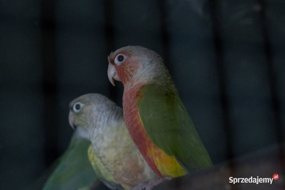 Rudosterka Red Face Samiec Ptaki Chmielnik sprzedam