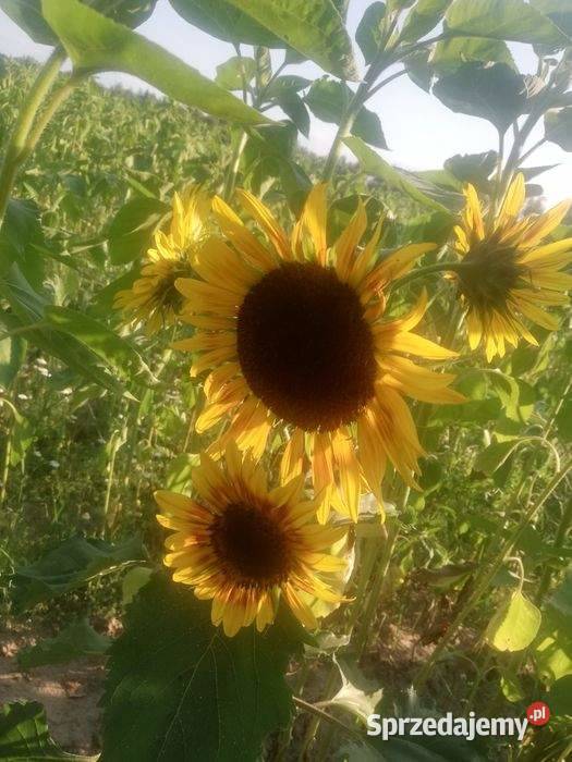 Słonecznik ozdobny kwiaty cięte