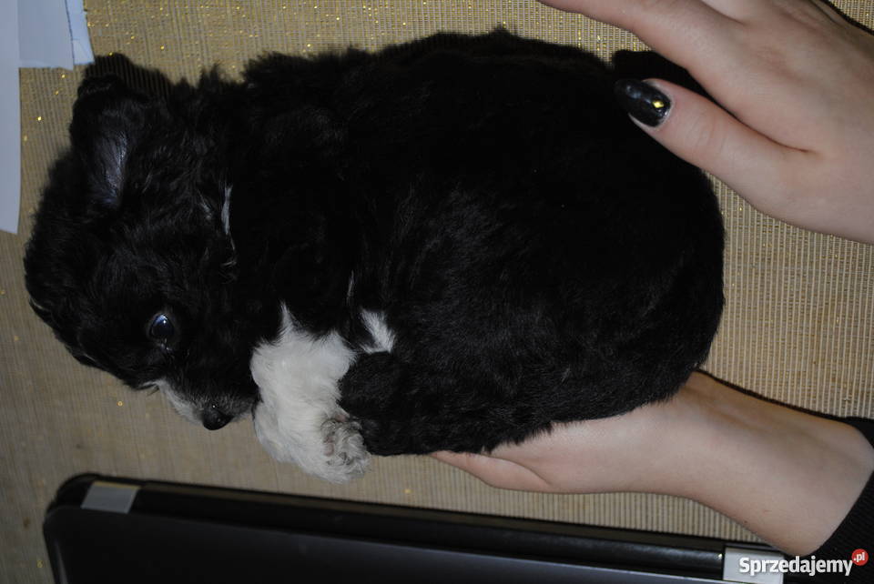 MALTIPOO maltańczyk pudel HIT usa malti poo Rybnik sprzedam