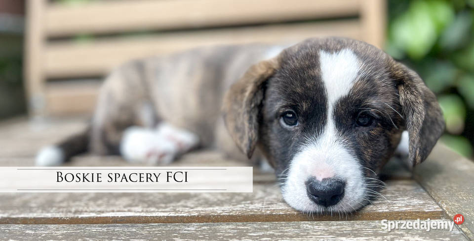 OREO FCI Welsh Corgi Cardigan Championachdomowa Poznań