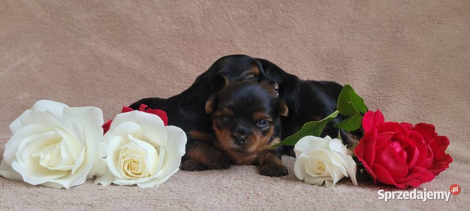 York yorkshire terrier szczeniak pieski suczki