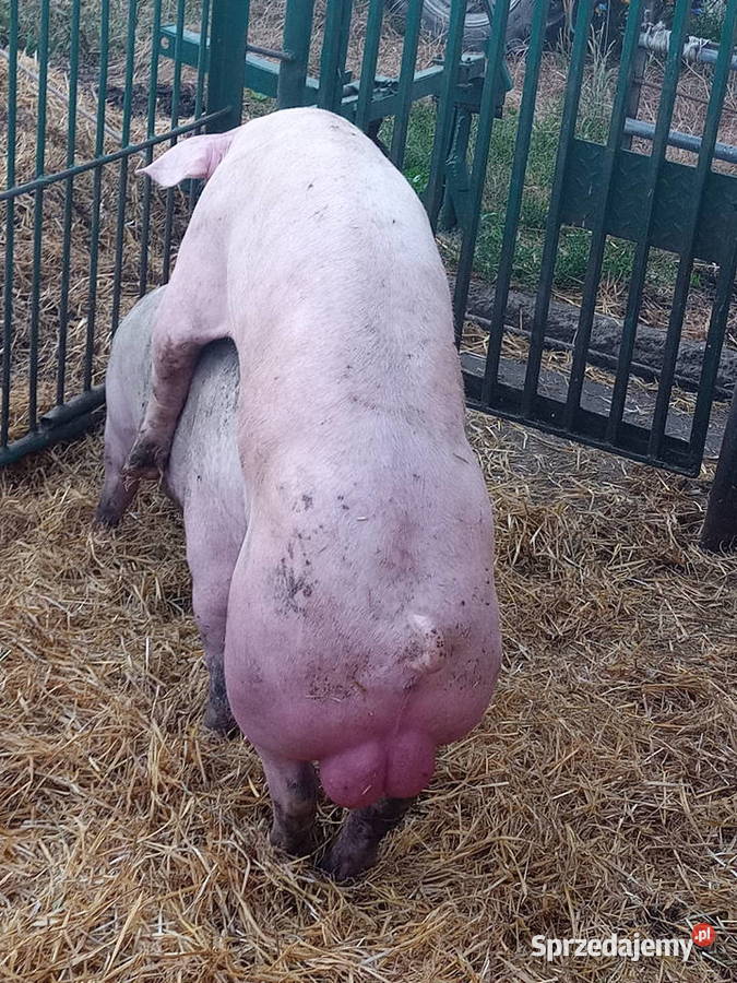 Knurki knury młode knurki Trzoda chlewna Strzałkowo