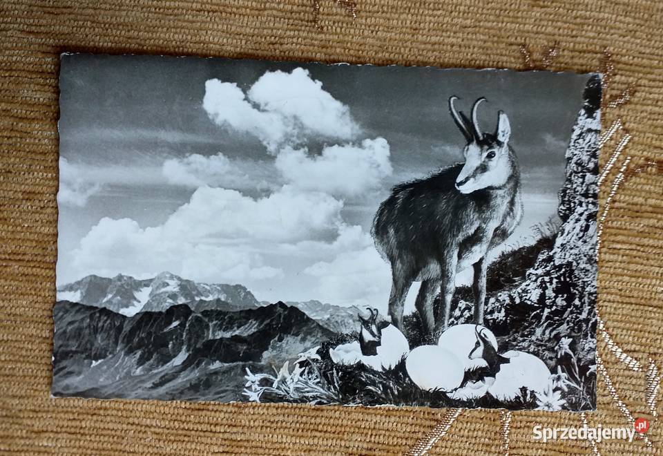 GNIAZDO KOZICY W WYSOKICH GÓRACH FOTOMONTAŻ Piszczac