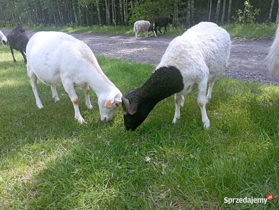 Baran Tryk DORPER drobnej budowy