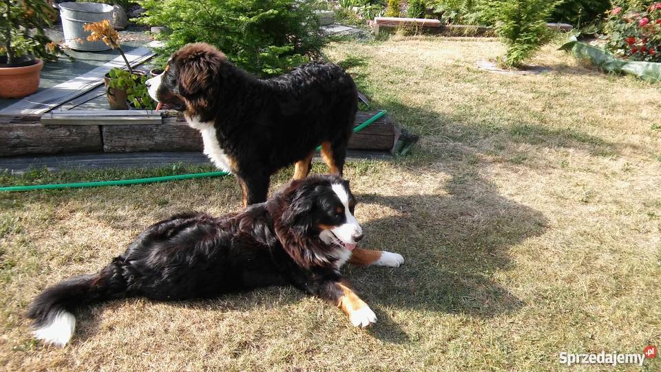 BERNEŃSKI PIES PASTERSKI szczenięta do Tarnobrzeg