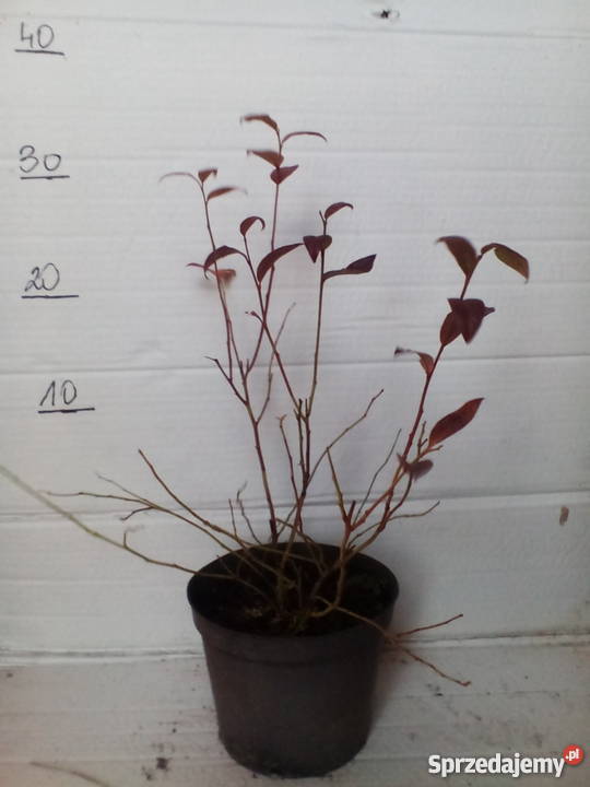 sadzonki borówki amerykańskiej 2L Zgierz