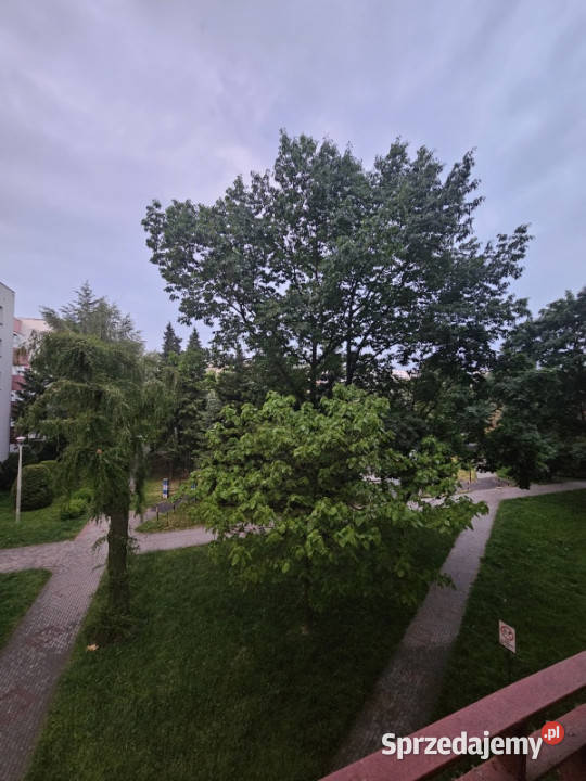 Bezpośrednio 4 pokoje i kuchnia 676 m Nowe Rzeszów