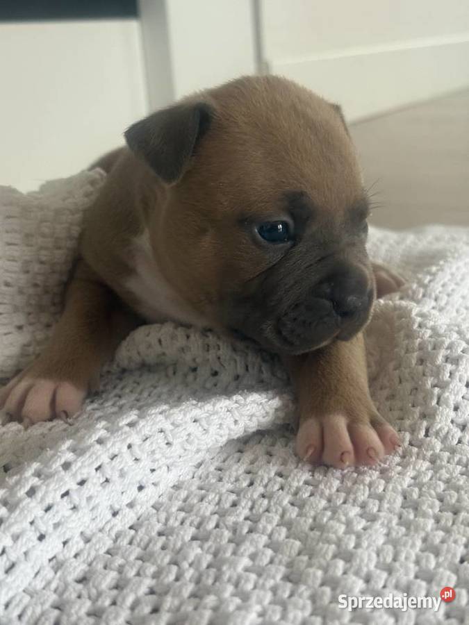 Amstaff Zapraszamy do rezerwacji Szczenięta o Sarnowo sprzedam