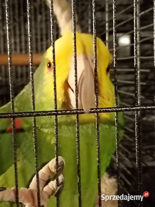 Amazonki Oratrix Gliwice