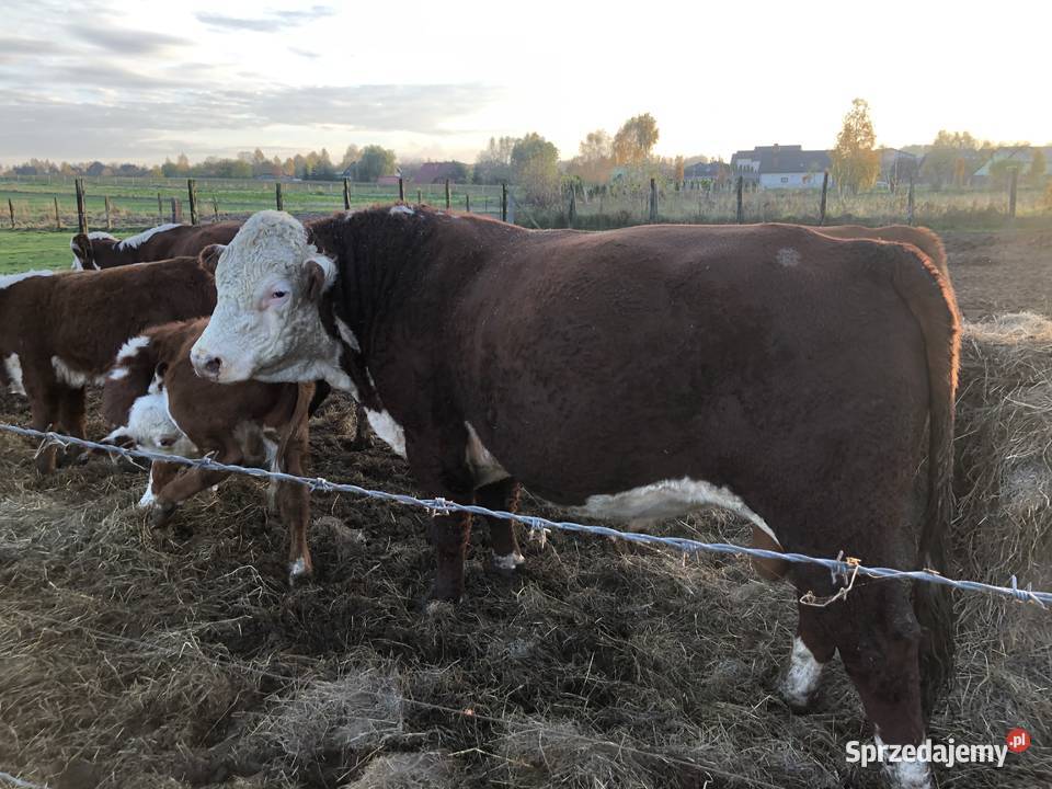 Sprzedam byka Hereford rozpłodowy łódzkie