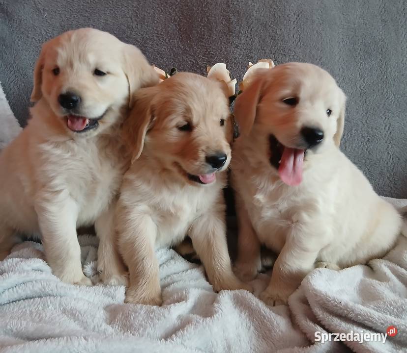 Golden Retriever śliczne szczenięta Toruń