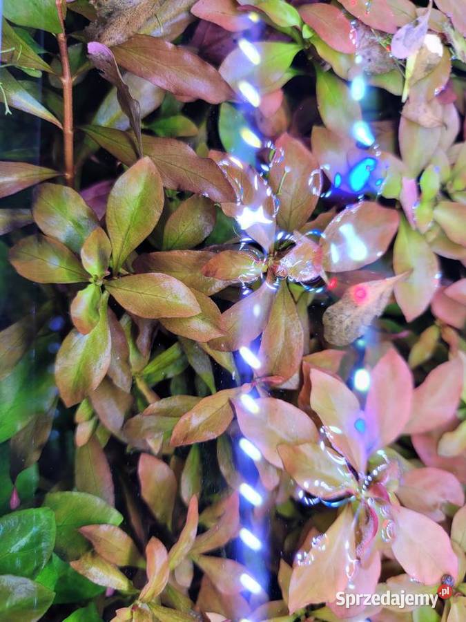 Ludwigia czerwona roślina akwariowa Lublin