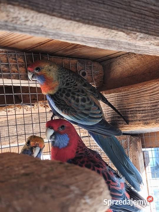 Rozella królewska Ptaki