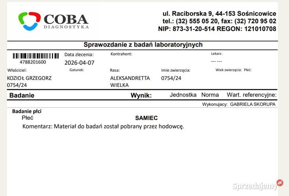 Aleksandretta wielka Łużna