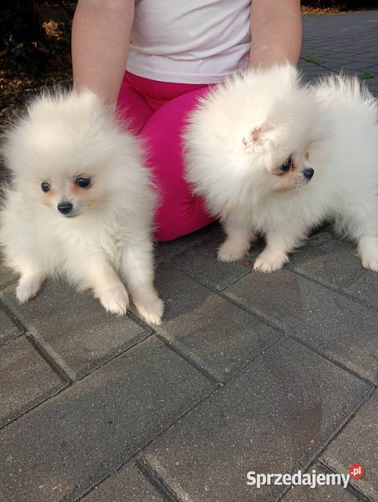 Szpic miniaturowy Pomeranian łódzkie