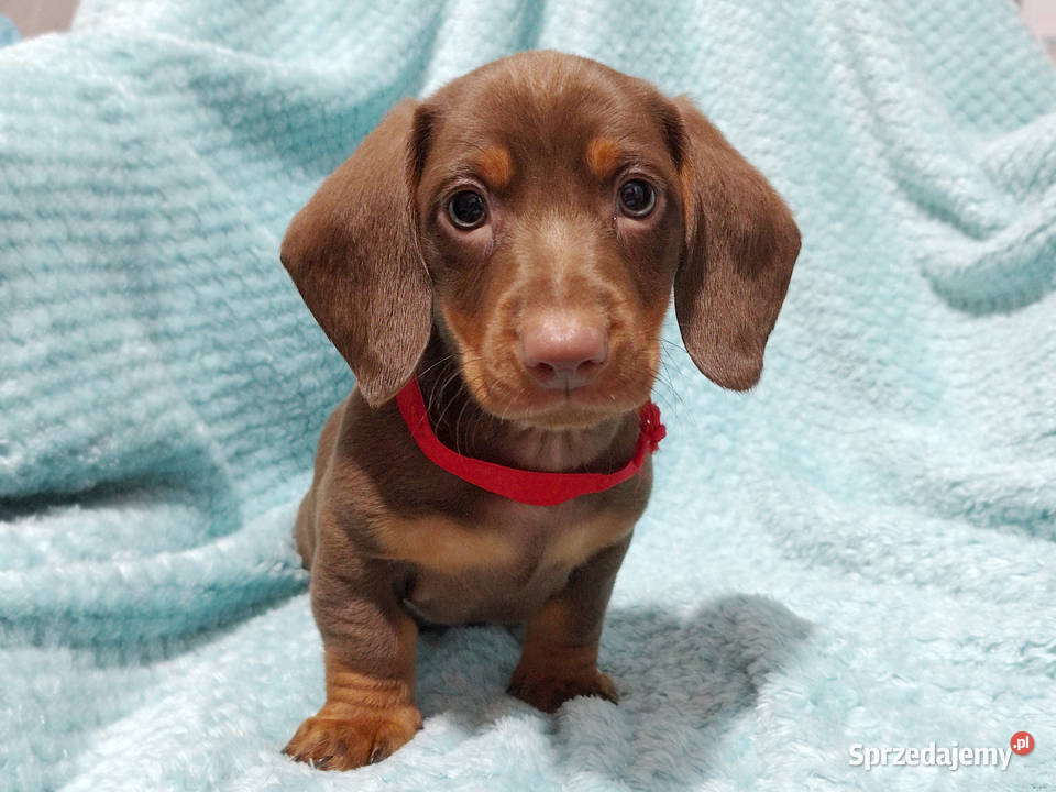 SAMIEC Jamnik krótkowłosy Czekoladowy podpalany