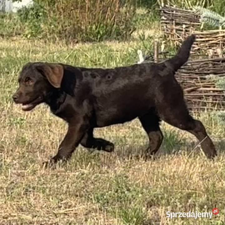 Labrador czekoladowy szczenię Bogumiłowice
