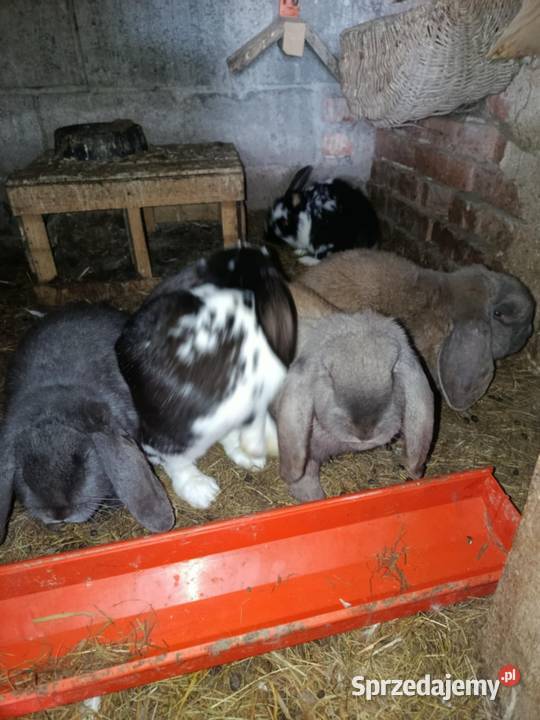 Sprzedam barany francuskie