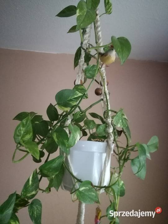 Scindapsus Epipremnum złocisteroślina zielony sprzedam