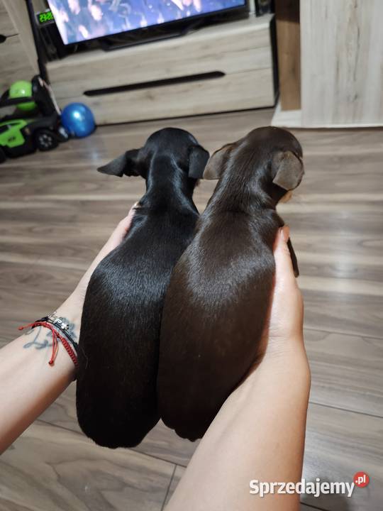 Chihuahua suczki z rodowodem black tricolor tan