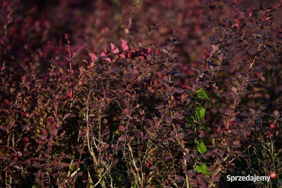 Berberys Thunberga Atropurpurea 2030 donica 3 l