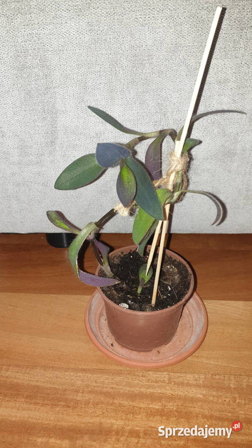 Trzykrotka setkrezja purpurowa wysokość 27 sprzedam