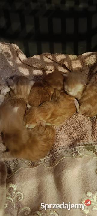zapowiedź miotu Maine Coon Maine Coon pomorskie Starogard Gdański sprzedam
