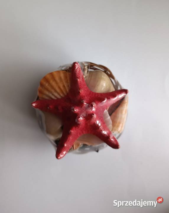 Muszelki Pamiątka znad morza Warszawa