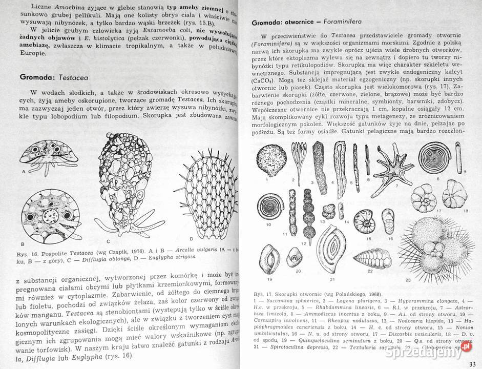 Zoologia Tom 12 Cęść ogólna Część systematyczna miękka Chełm sprzedam