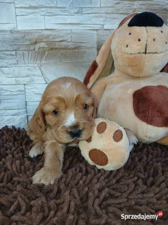 Śliczna sunia cocker spaniel Angielski Zwierzęta Sieradz