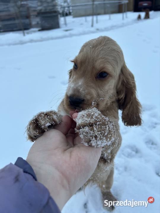 Cocker spaniel angielski Celestynów