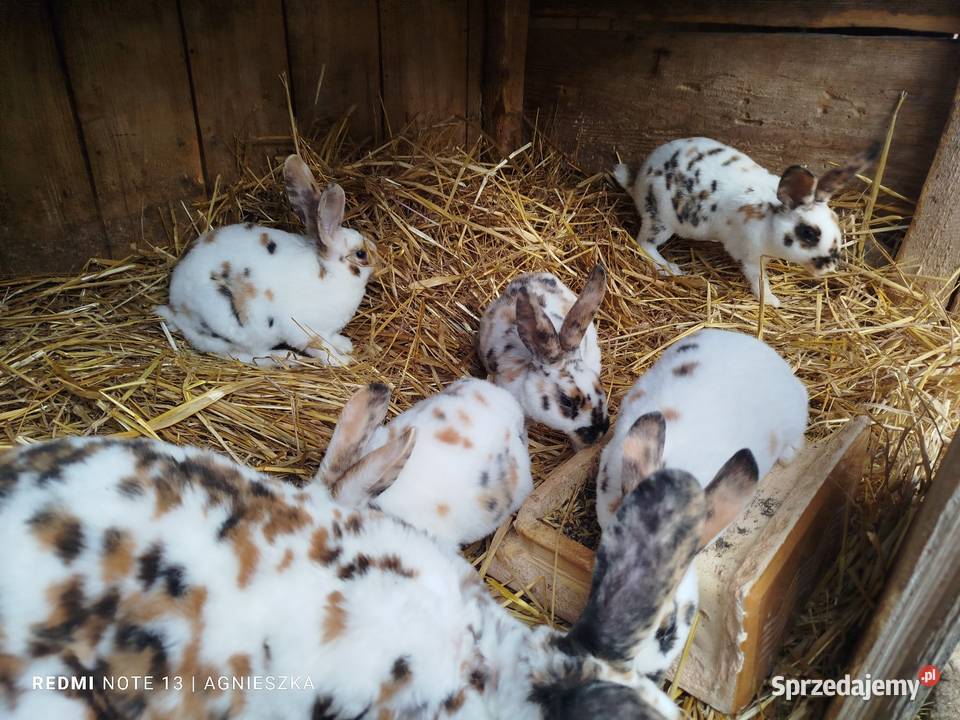 Rexy trojbarwne samce Dylągowa