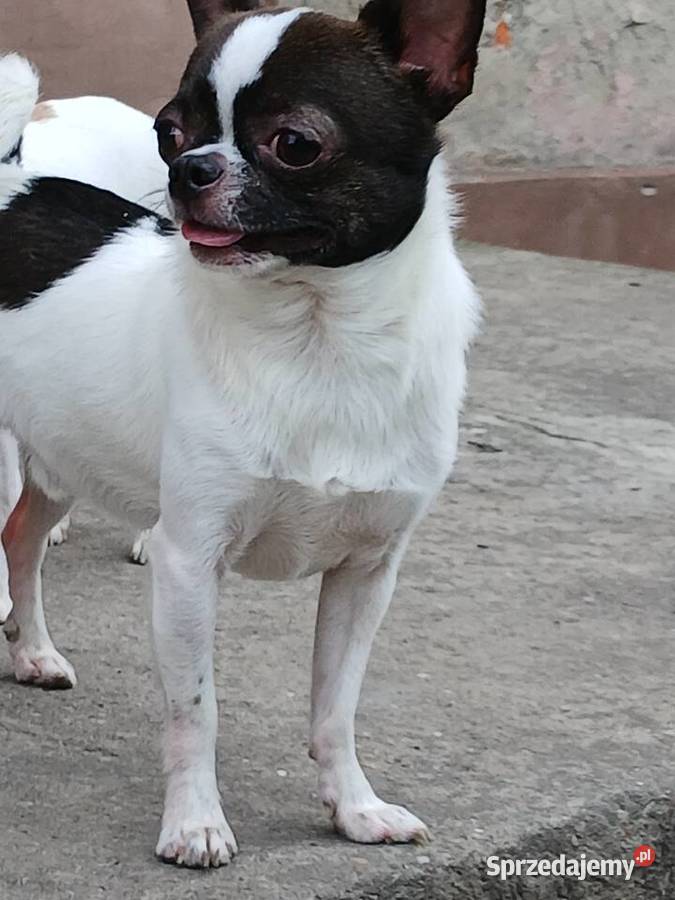 Sprzedam chihuhua Chihuahua wielkopolskie Kijaszkowo