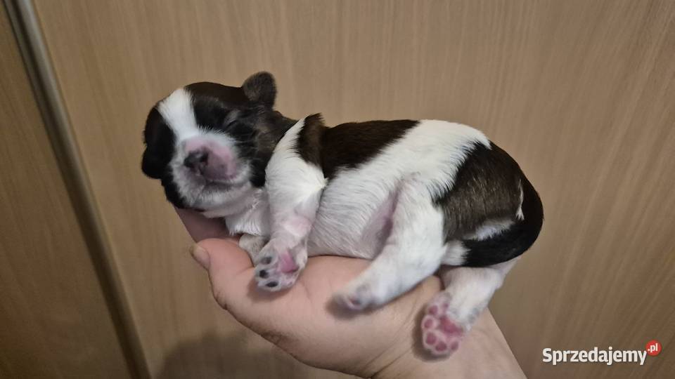 Szczeniak Pies Suczka Shih tzuHappy Dog BoBi Grodzisk Mazowiecki sprzedam