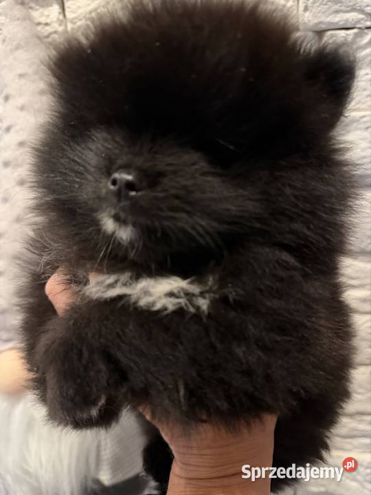 Szpic miniaturowy pomeranian boy Poniszowice