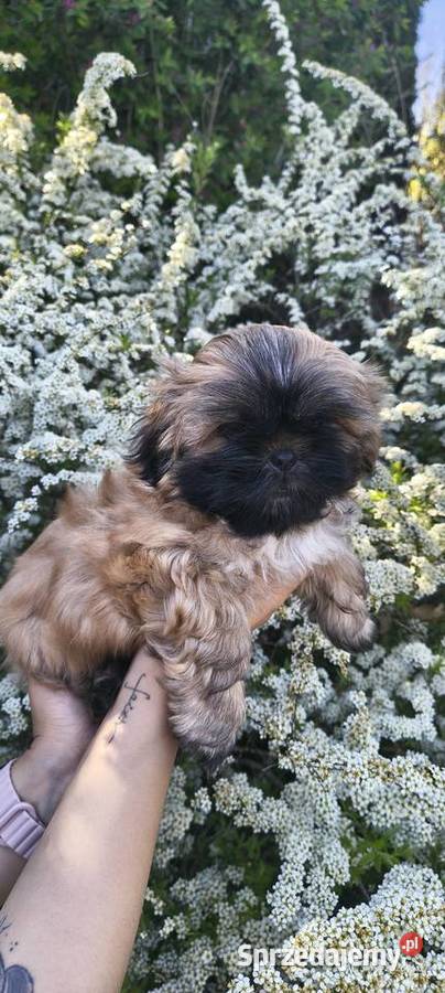 Szczeniak shihtzu Twardocice