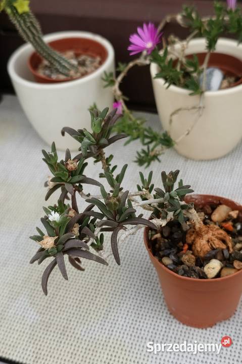 Delosperma bosseranum kaudeks miniatura w Warszawa