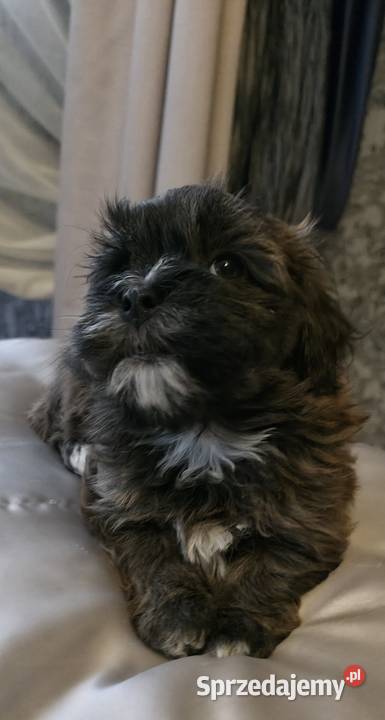 Rezerwacja piesek suczka Hawańczyk Championie Chrośla