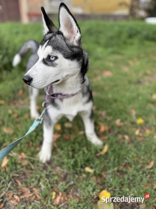 Szczeniak husky syberian