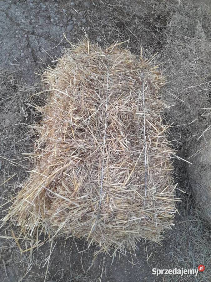 Słoma w kostkach Trawy, słoma Lubinka sprzedam