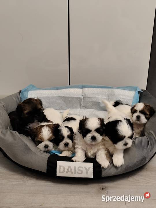 Sprzedam pieski rasy Shih tzu