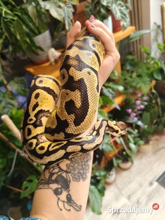 Samica python regius pastel het clown z 2022 Łaziska Górne sprzedam