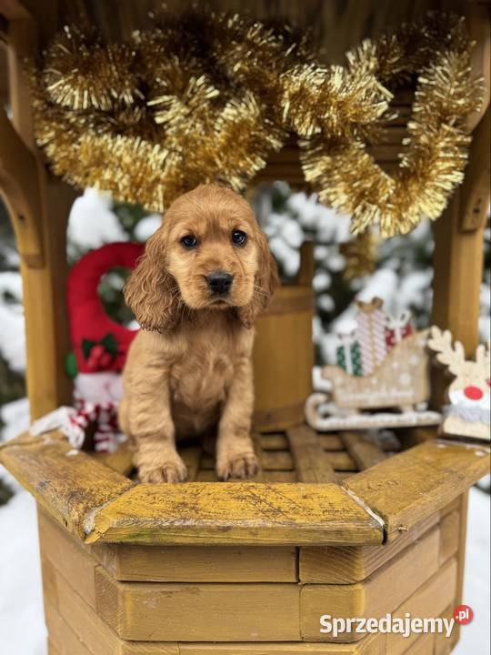 Cocker Spaniel Angielski piesek sunia z sprzedam