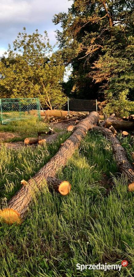 Kłody Dębowe zdrowe niesezonowane ponad 7 m3 Dom i Ogród śląskie