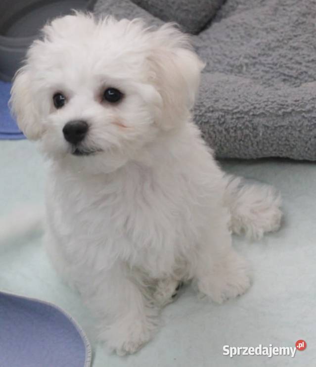 Maluchy Bichon Frise Pozostałe opolskie Zdzieszowice
