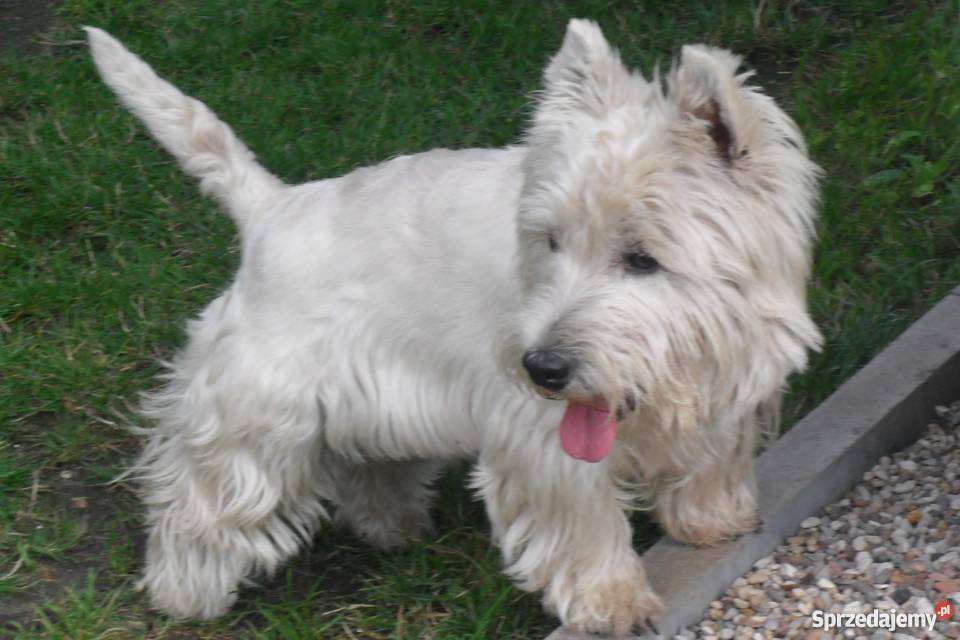 West Highland white terrier reproduktor Siewierz