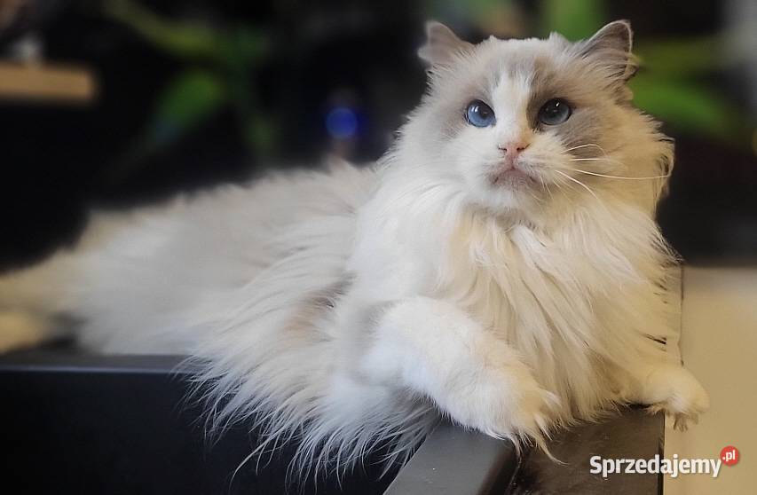 Dorosła kotka Ragdoll z rodowodem kastratka Gdańsk